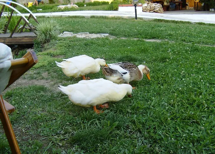 Classic Guest house Dospat